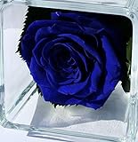 Rubis-Rose Rosa Blu Oltremare eterna sotto Vetro e Cube di Vetro, Rosa Naturale stabilizzata e Foglie di Rosa stabilizzate, Prodotto di Alta Gamma