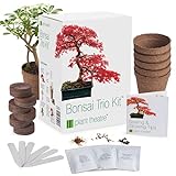 Plant Theatre - Kit per coltivazione di bonsai, Set di 3 alberi per iniziare con semi di bonsai, blocchi di torba, vasi e pennarelli - Regali di giardinaggio...